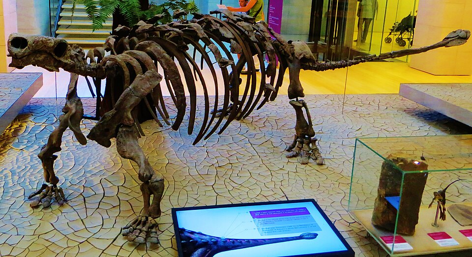 Fayl:Talarurus plicatospineus.JPG