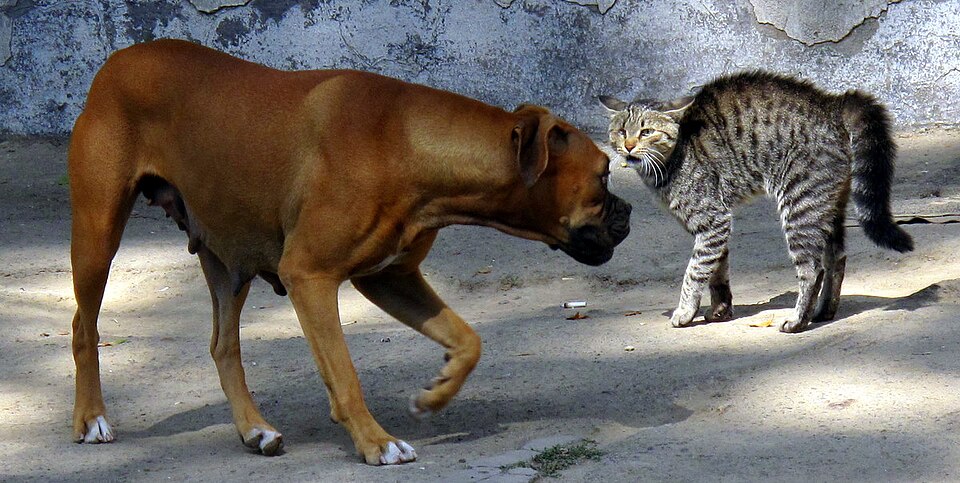 Fayl:Cat and dog standoff (3926784260).jpg