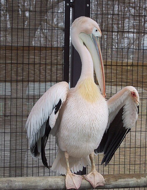 Fayl:Momoiro pelican Obihiro.JPG