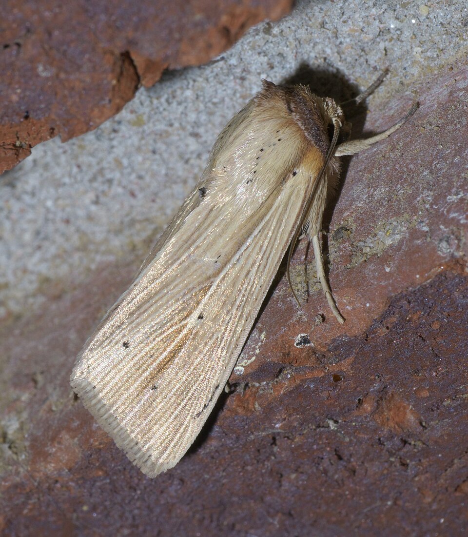 Fayl:Mythimna oxygala P1560840a.jpg