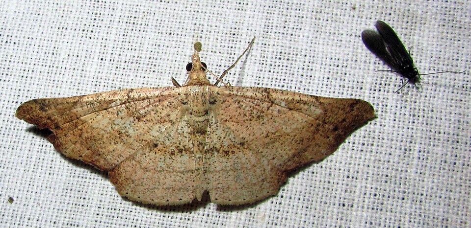 Fayl:Ozola minor 2965032.jpg