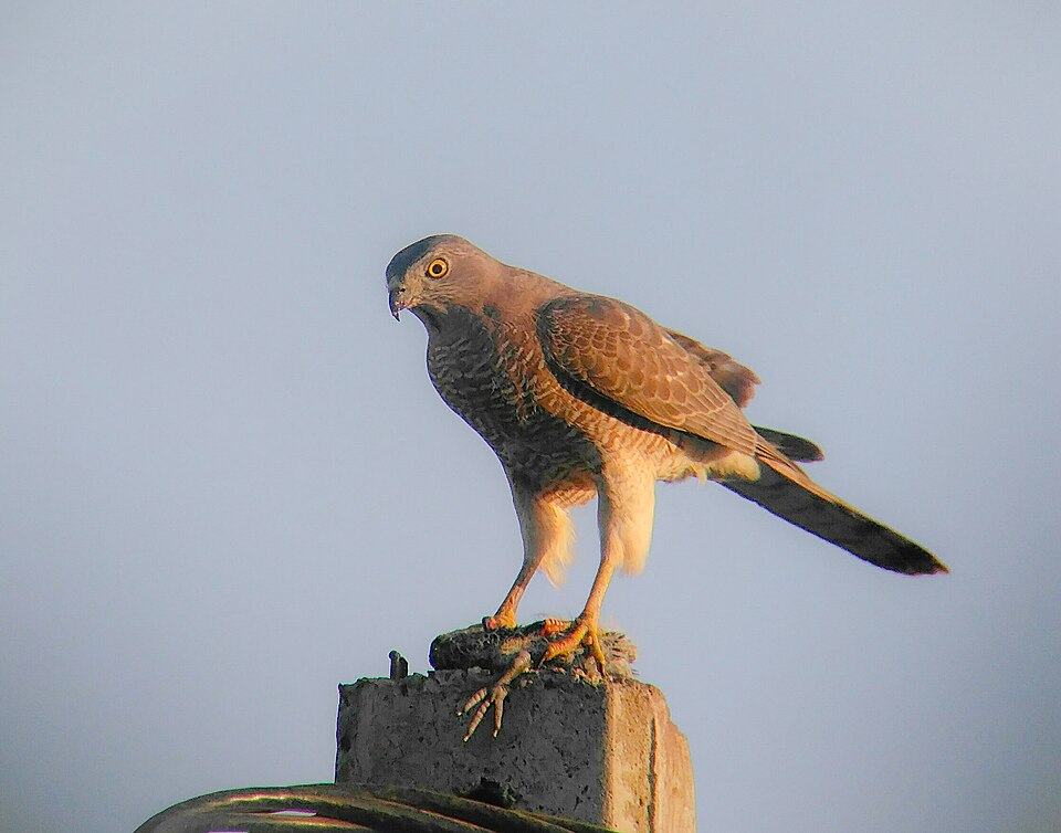 Fayl:Shikra 3.jpg