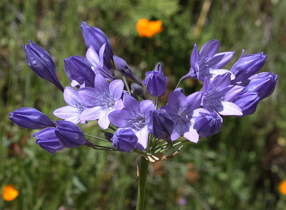 Fayl:Triteleia laxa flower in bloom.jpg