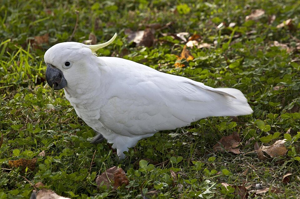 Fayl:White Cockatoo eating clover-1 (5660422766).jpg