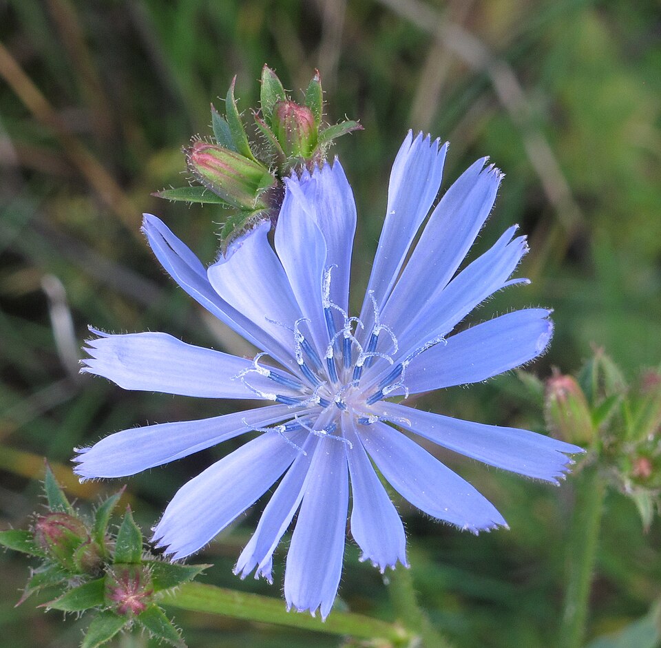 Fayl:Cichorium intybus RF.jpg