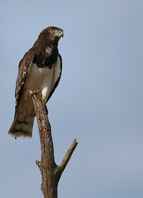 Fayl:Circaetus pectoralis.jpg