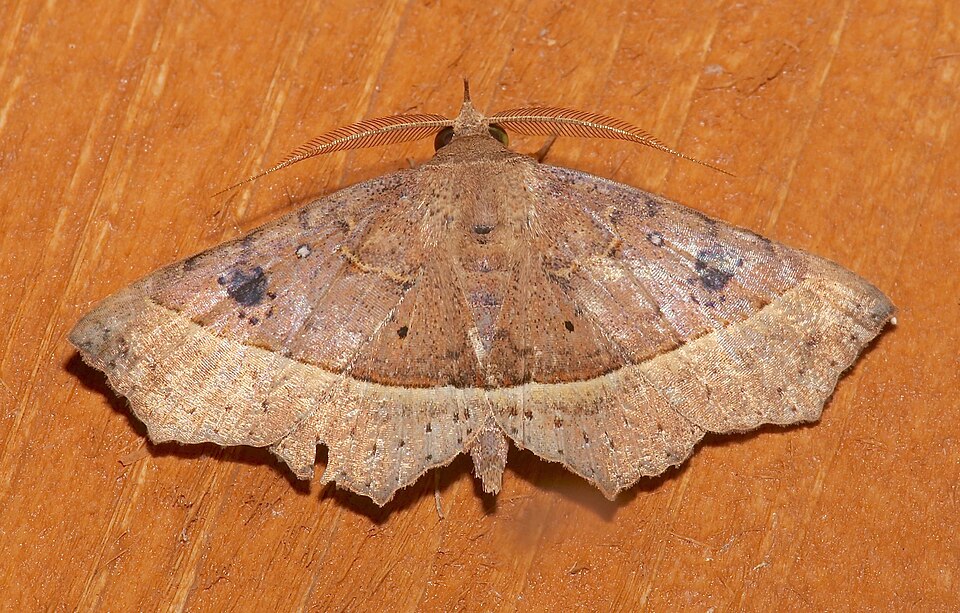 Fayl:Ephyrodes cacata.jpg