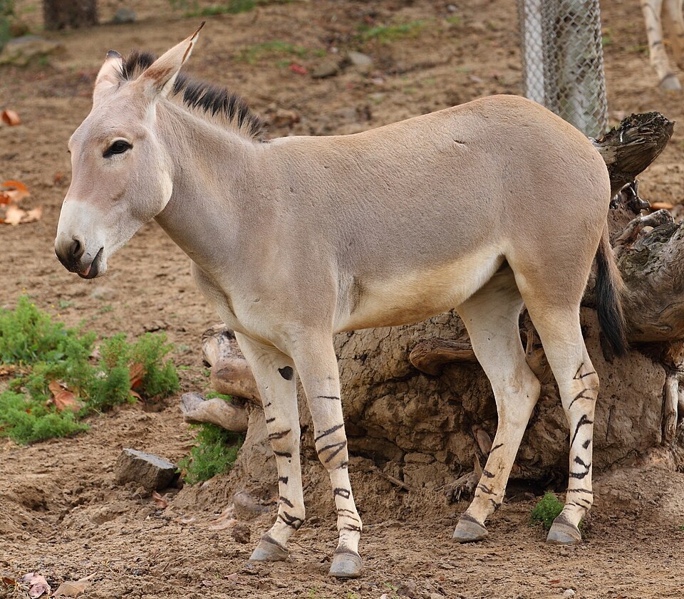 Fayl:Equus africanus somaliensis 2 (cropped).jpg