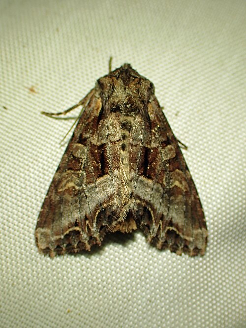Fayl:Lacanobia grandis.jpg