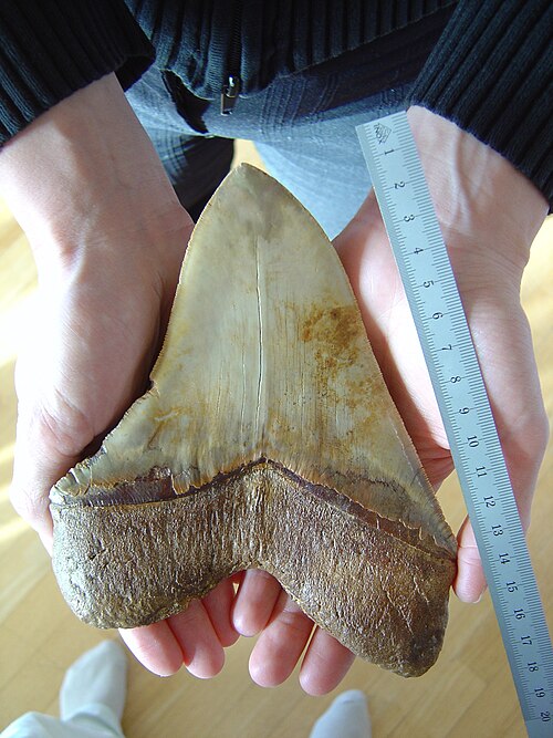 Fayl:Megalodon.jpg
