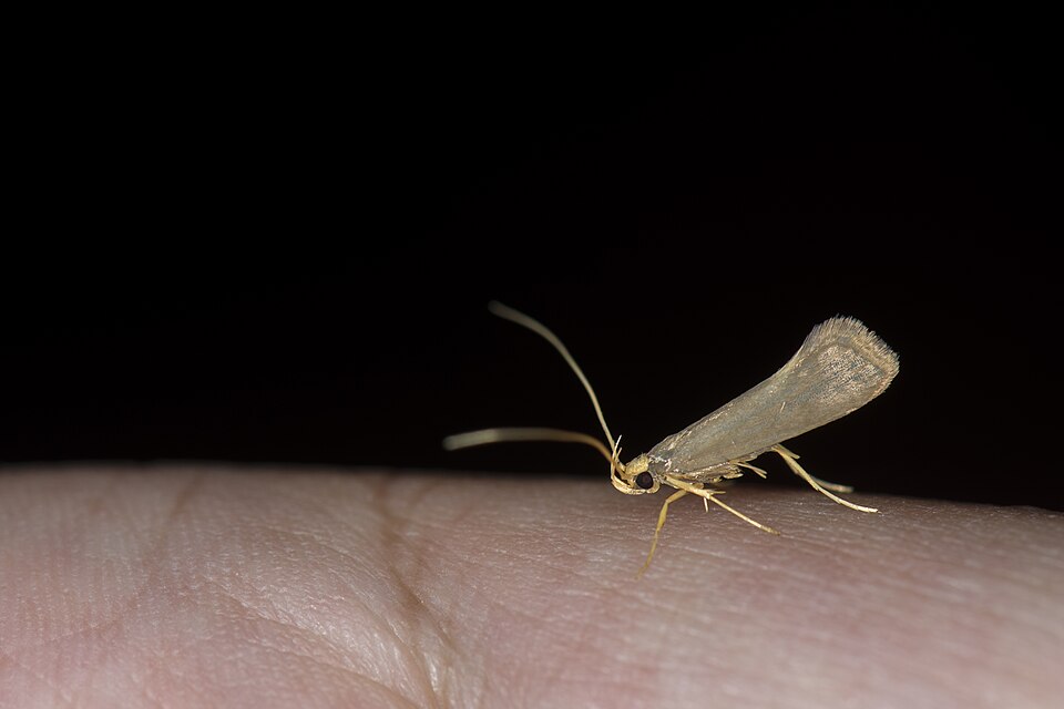 Fayl:Torodora (25682140123).jpg