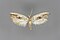Ypsolophidae
