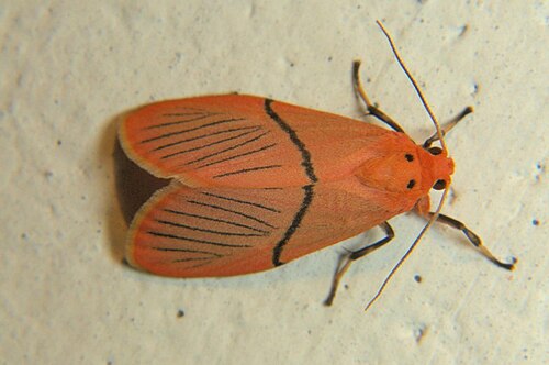 Aberrasine strigivenata