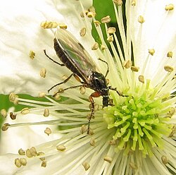 Dilophus sp., ayol