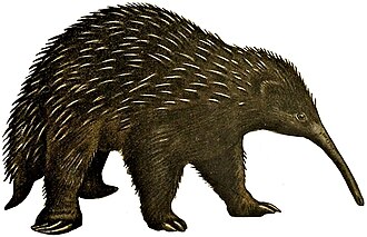 Zaglossus bruijnii