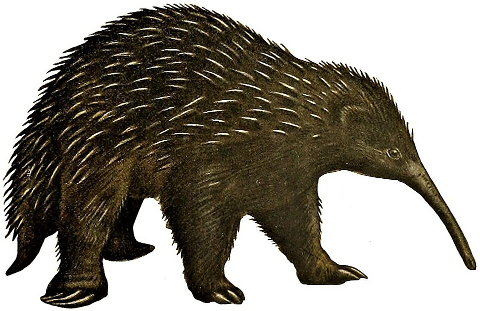 Fayl:Genera mammalium Zaglossus bruijni.jpg
