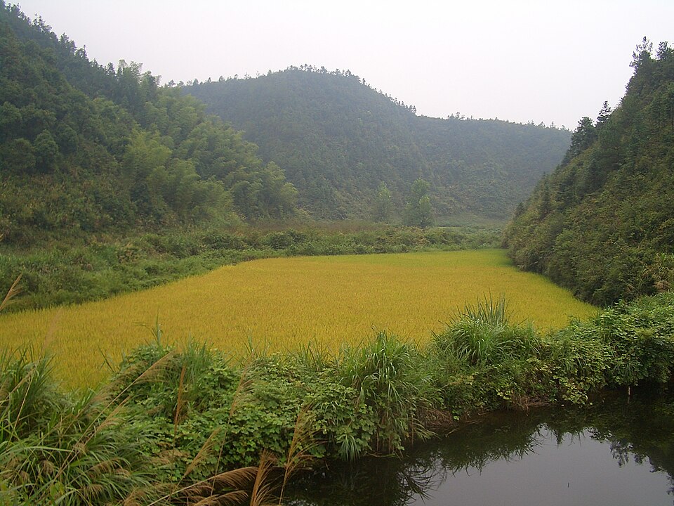 Fayl:Hengshitan-roadside-pond-and-rice-field-9945.jpg
