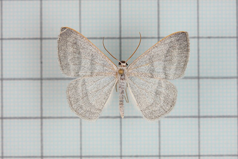 Fayl:Lomographa platyleucata margarita.jpg