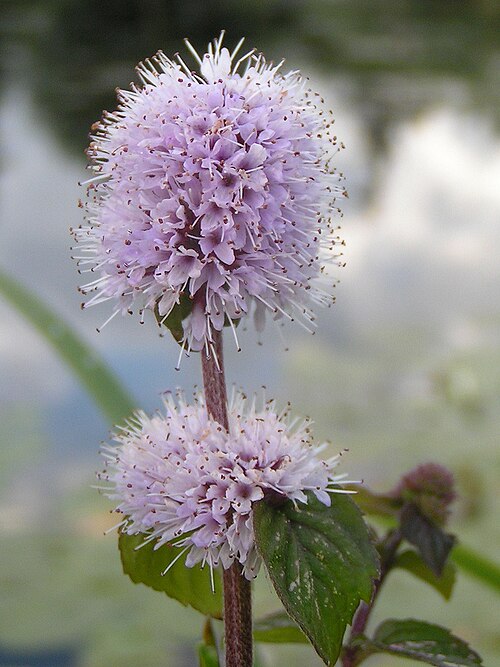 Fayl:Mentha aquatica01.jpg