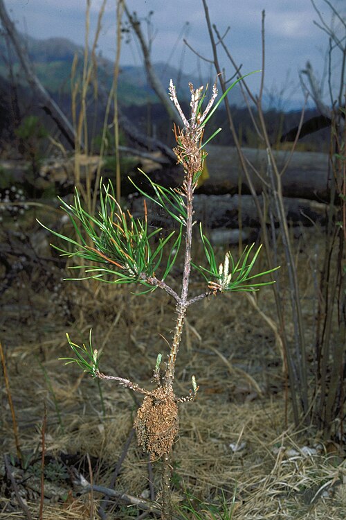 Fayl:Pococera robustella damage1.jpg