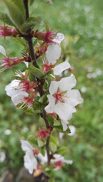 Prunus tomentosa Murray, Himoloydan Yaponiyagacha (Rosaceae), Fribourg botanika bog'i