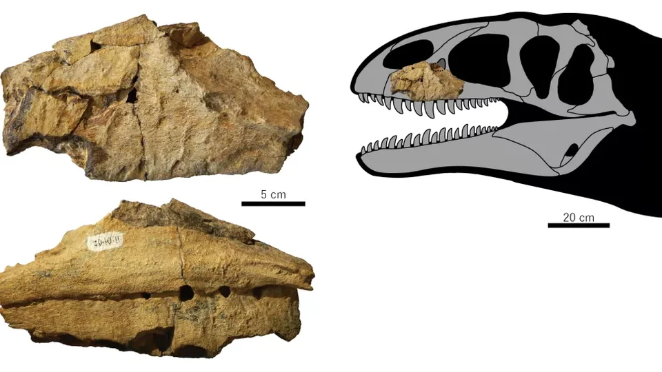 Fayl:Ulughbegsaurus.webp