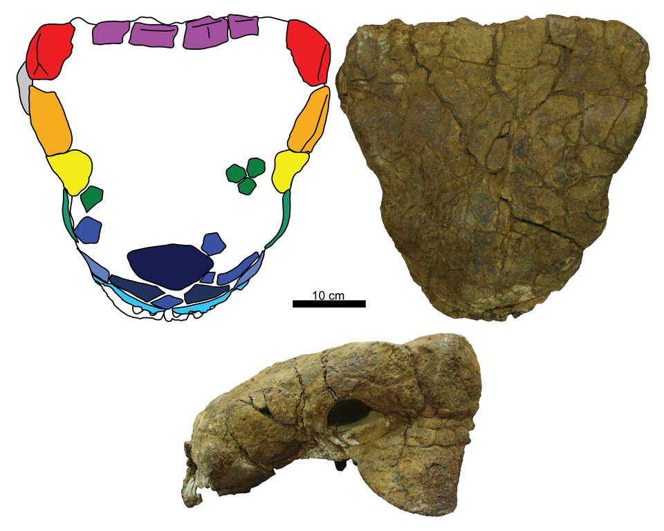 Fayl:Anodontosaurus lambei.tif