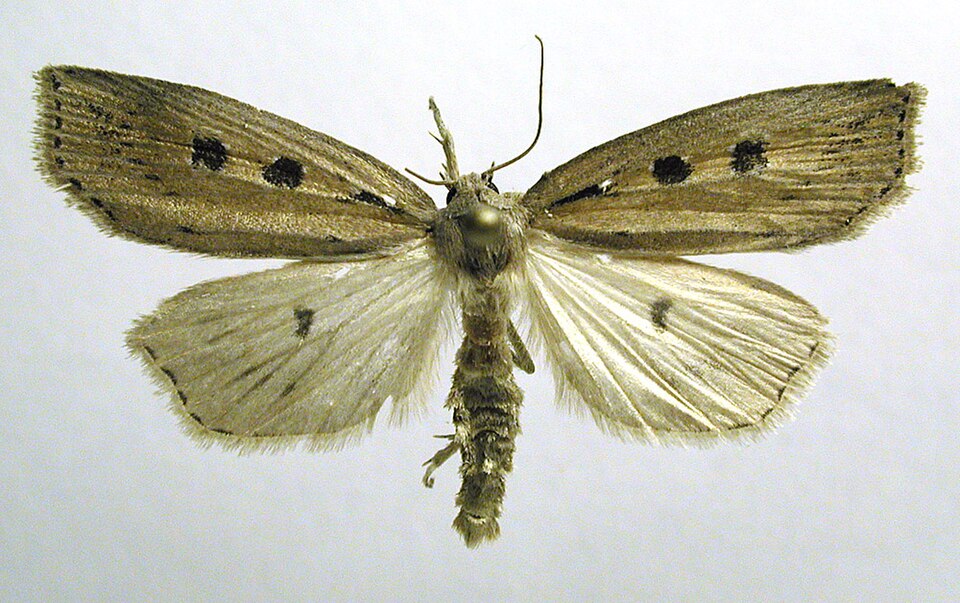 Fayl:Chilodes maritimus.jpg