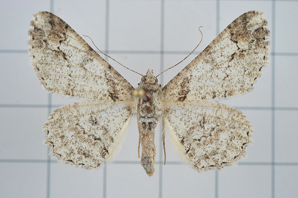 Fayl:Cleora alienaria (38744451765).jpg