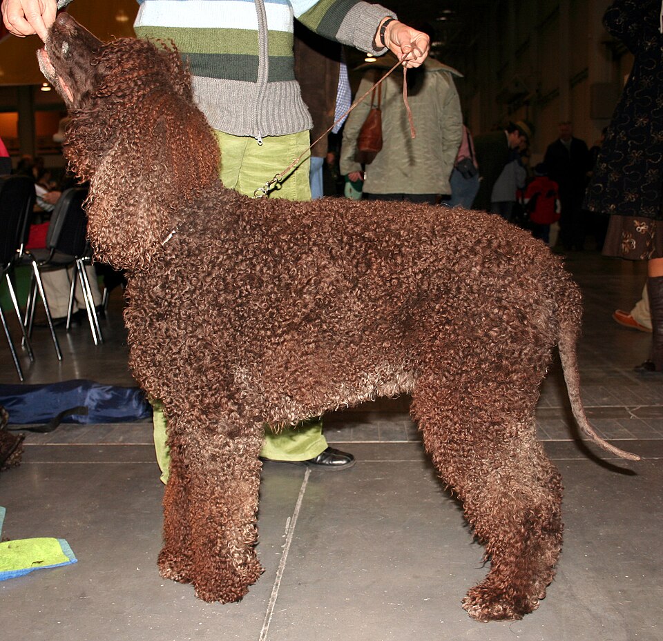 Fayl:Irlandzki spaniel wodny 676.jpg