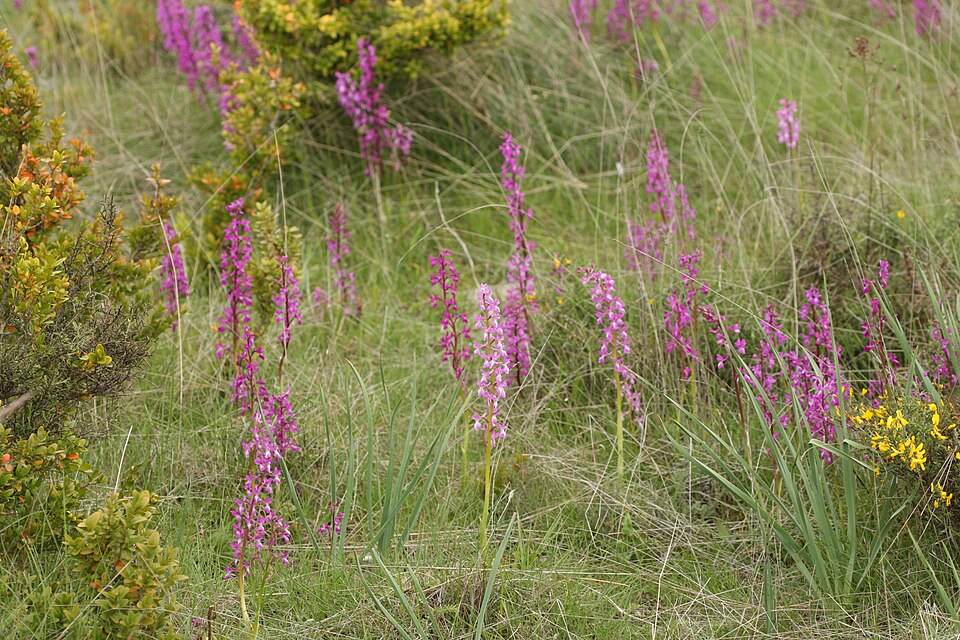 Fayl:Orchis langei2.jpg