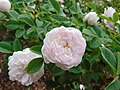 'Pompon Blanc Parfait' navi