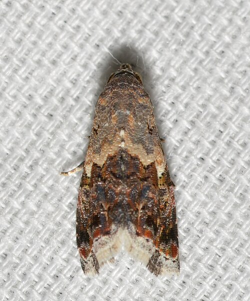 Fayl:Tripudia luxuriosa (33574342360).jpg