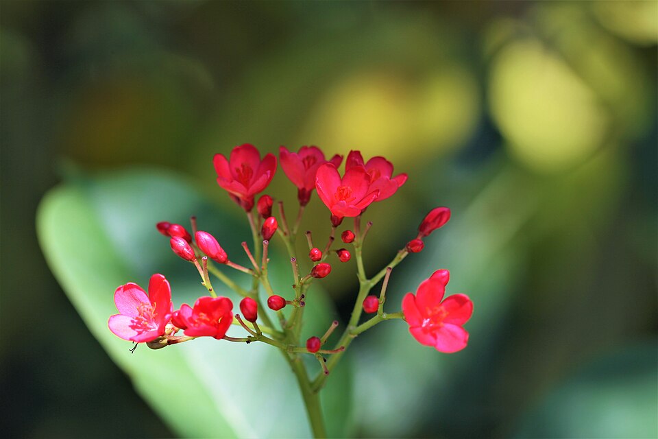 Fayl:เข็มปัตตาเวีย Jatropha integerrima Jacq. (3).jpg
