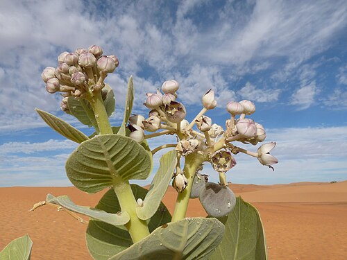 Adrar viloyati