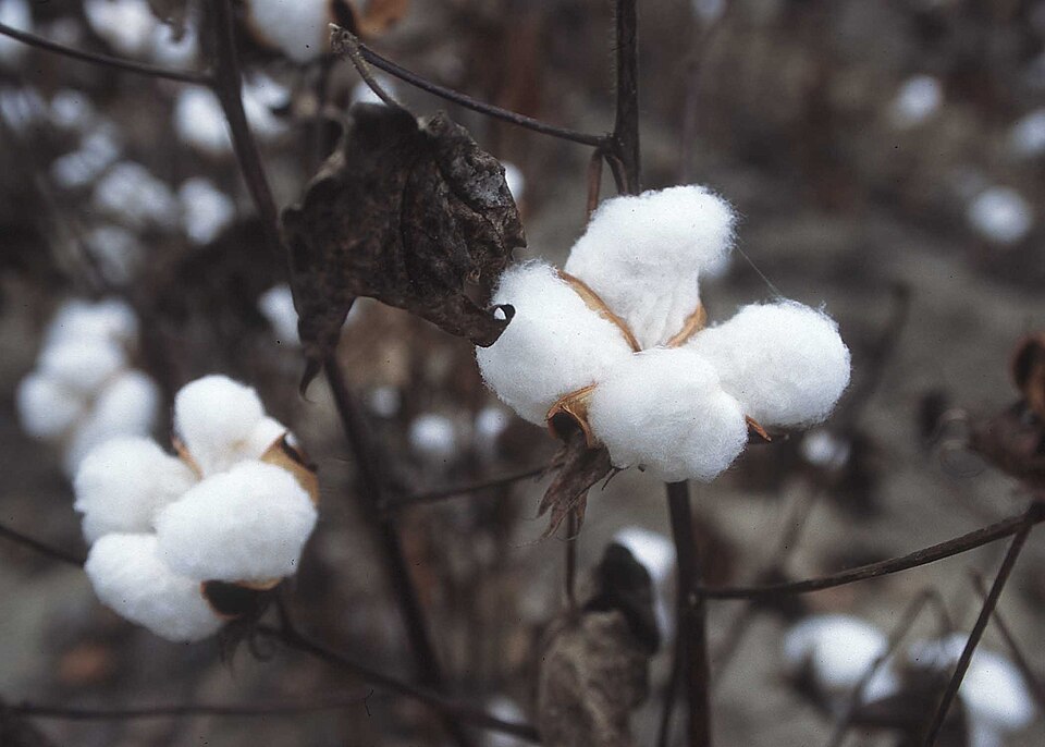 Fayl:CottonPlant.JPG