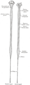 Orqa miya diagrammalari.