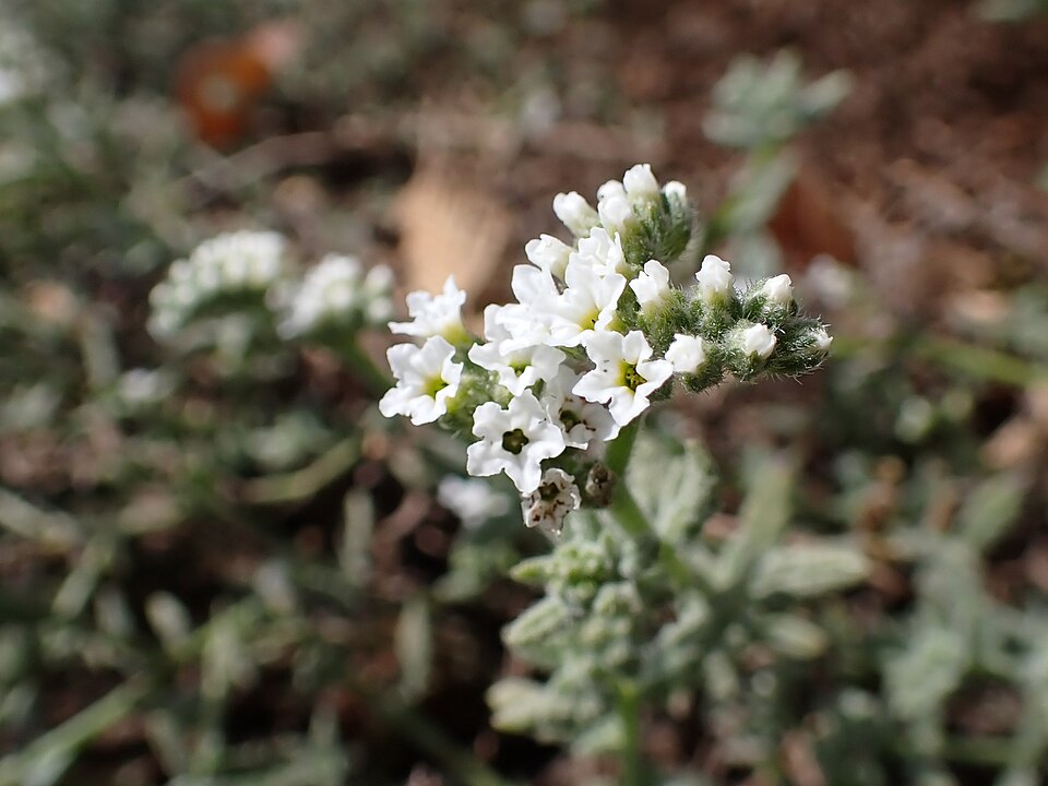 Fayl:Heliotropium bacciferum kz02.jpg
