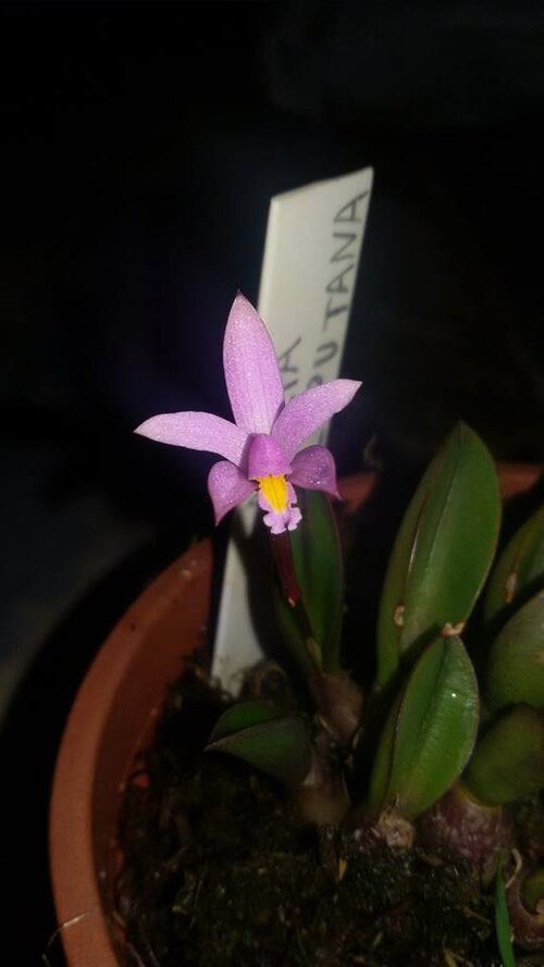 Fayl:Hoffmannseggella liliputana.jpg