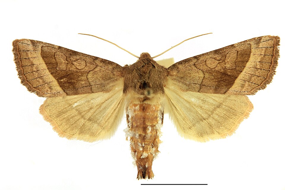 Fayl:Hydraecia nordstroemi SLU.jpg