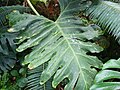 Boston universiteti issiqxonasida Thaumatophyllum bipinnatifidum barglari