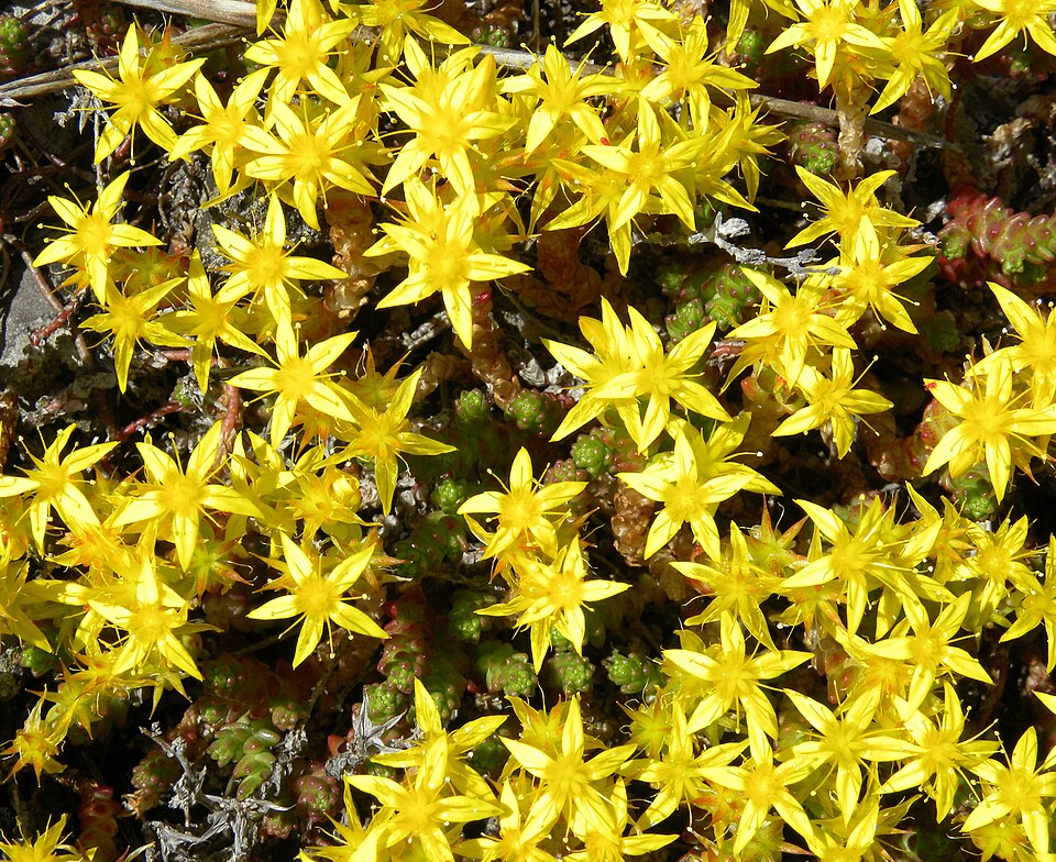 Fayl:Sedum acre 062611.jpg