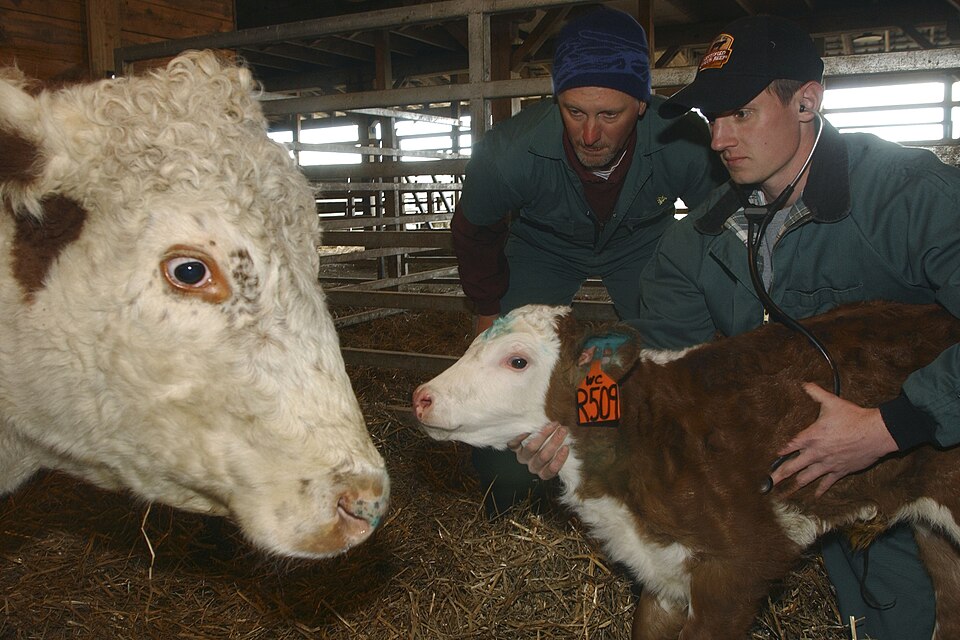 Fayl:Vet Students Cattle RVC 2006-08.jpg
