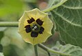 Peru paqpaqi (Physalis peruviana)