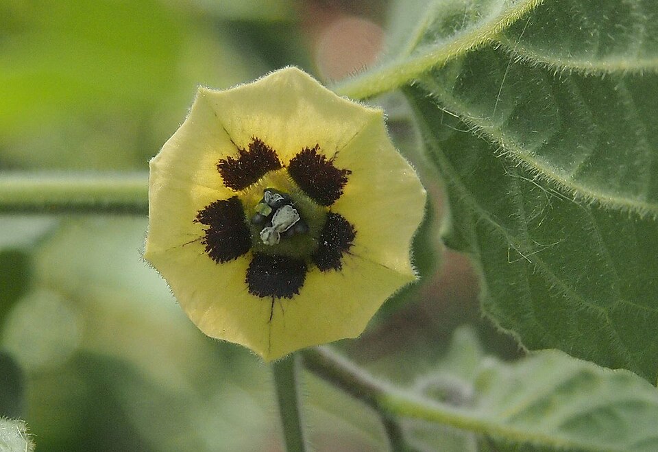 Fayl:A Physalis peruviana flower.jpg