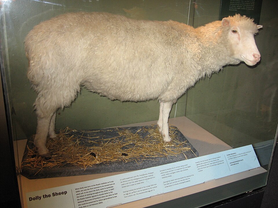 Fayl:Dollyscotland.JPG