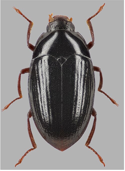 Fayl:Elmomorphus hamatus.jpg