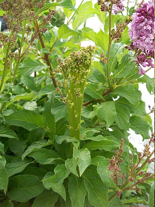 Fayl:Fasciated Lilac.JPG