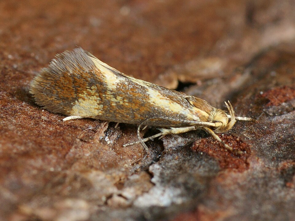Fayl:Metalampra cinnamomea (39357670480).jpg