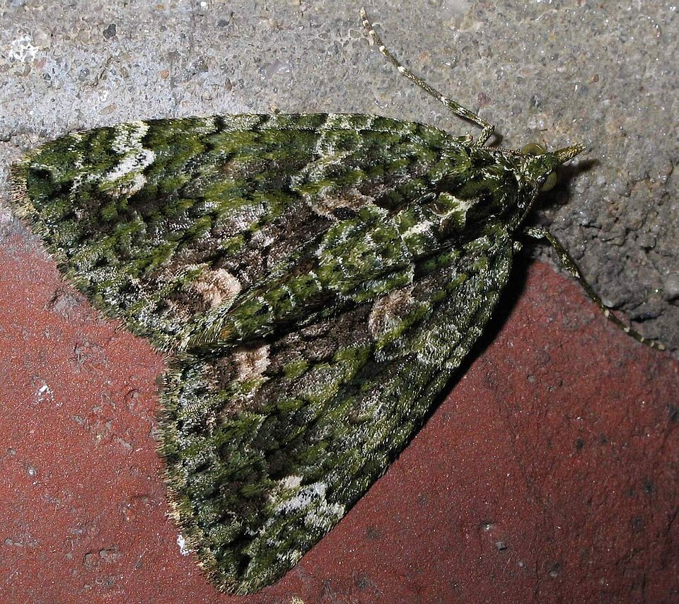 Fayl:Chloroclysta siterata 9228.jpg